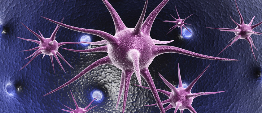 Un estudio revela cómo las células T reconocen a la mielina que recubre las fibras nerviosas