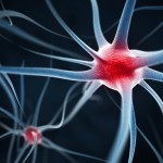 Esclerosis Múltiple: consiguen detener la EM en ratones administrando la proteína Del-1