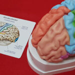 El departamento de psicología cuenta con un modelo de cerebro anatómico