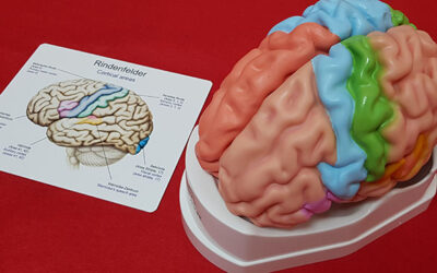 El departamento de psicología cuenta con un modelo de cerebro anatómico