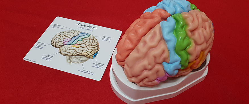 cerebro anatómico en el departamento de psicología